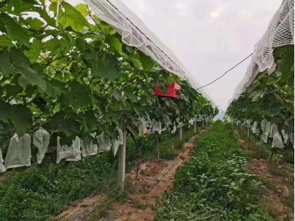 蒲城县尧山镇浮阳村 对方以前拉网，安装麻烦，成本高， 19年4月10日订购  使用在阳光玫瑰上