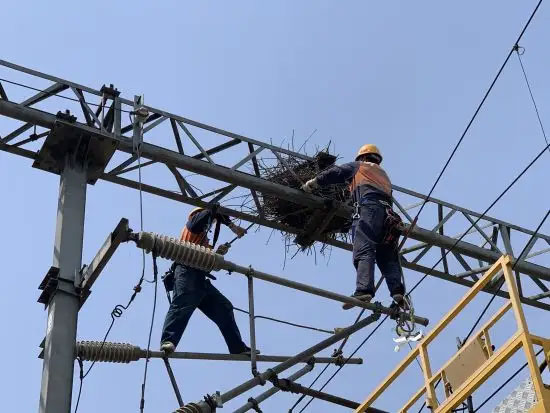 爱鸟护鸟 共建绿色美丽生态——国网天津电力在行动